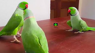 Parrots Enjoying Dancing And Talking With Each Other