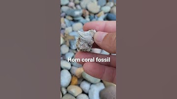 Horn coral fossil found in decorative rocks #shorts #short #shortsvideo #shortvideo #fossil #fossils