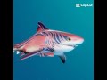 maneater edit #shark #maneatergame #maneatertiger #maneatergame #shark
