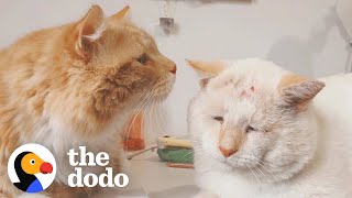 Stray Cats Become Inseparable Once Adopted | The Dodo
