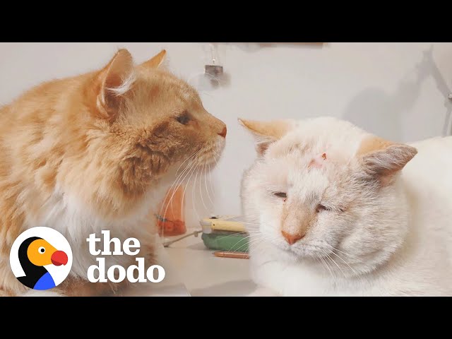 Angriest-Looking Stray Cat Is Actually A Total Sweetie - The Dodo