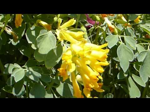 Video: Corydalis - gul. Tavsif va fotosurat. o'rmon gullari