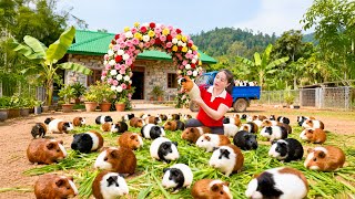 Harvest 1000KG+ Guinea Pigs After 1 Year Of Raising Go To Market Sell