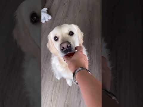 إعطاء كلبي بيضة