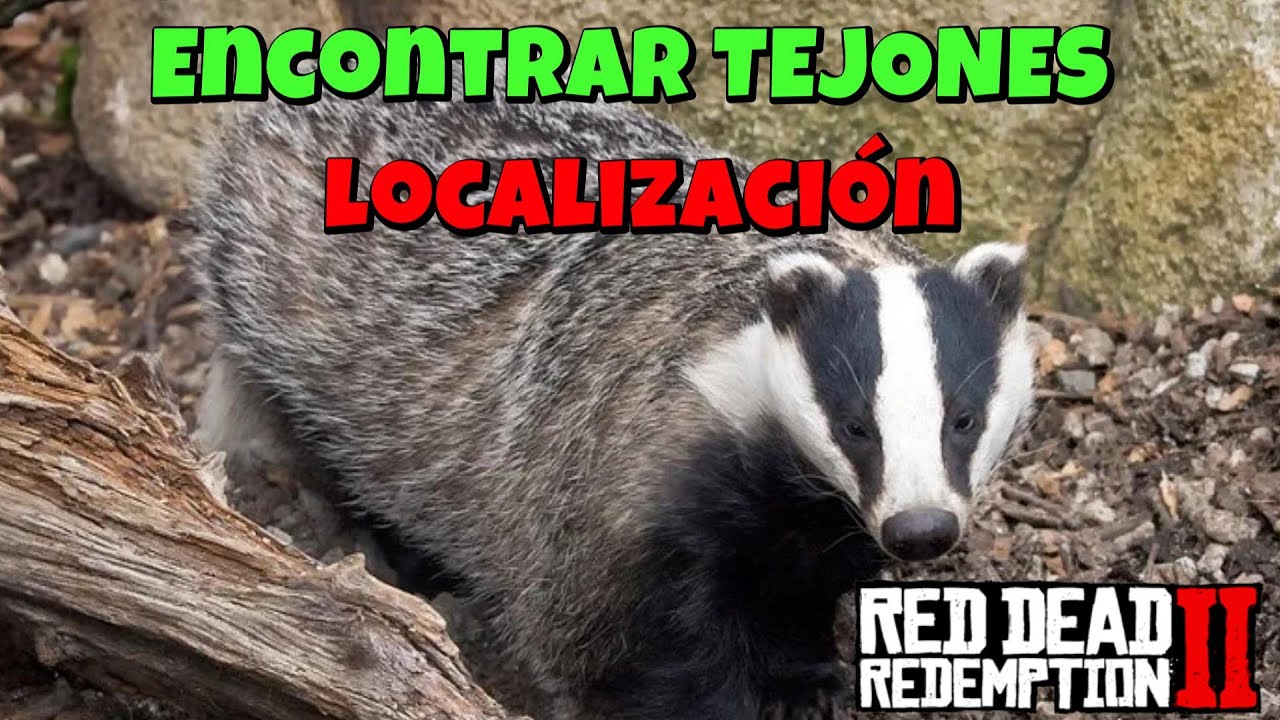 Tejon Rdr2 Red Dead Redemption 2 - Donde encontrar TEJONES en 2025🦡 - YouTube