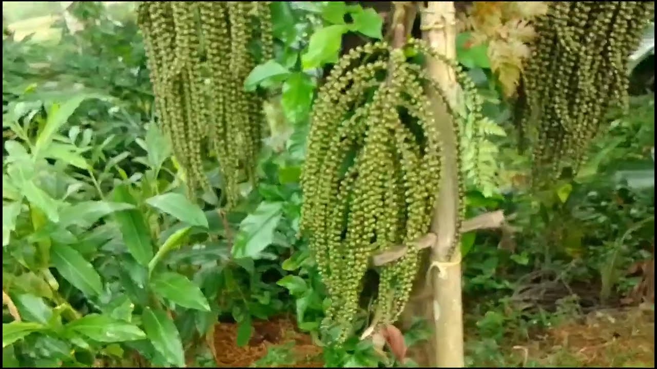 Pemeraman aren polkadot