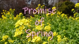 Promise of Spring