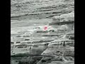 هلاك قناص حوثي من قبل ابطال الجيش السعودي 