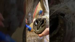 before and after effect #horse #favorite pony #meet Charle