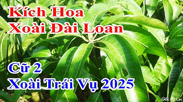 Kích hoa xoài Đài Loan - Xoài trái vụ 2025 |Gốc Cù Lao|#0986289491