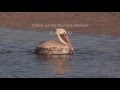 Brown Pelicans: Diving for Fish--NARRATED