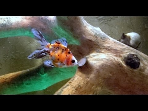 Video: Kuldkala Ja Koi Erinevus