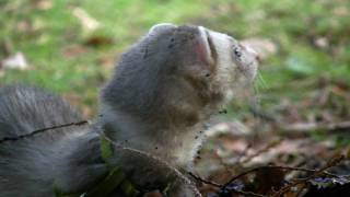 Walking Jasper the Ferret by Dutchley 56,169 views 12 years ago 5 minutes, 36 seconds