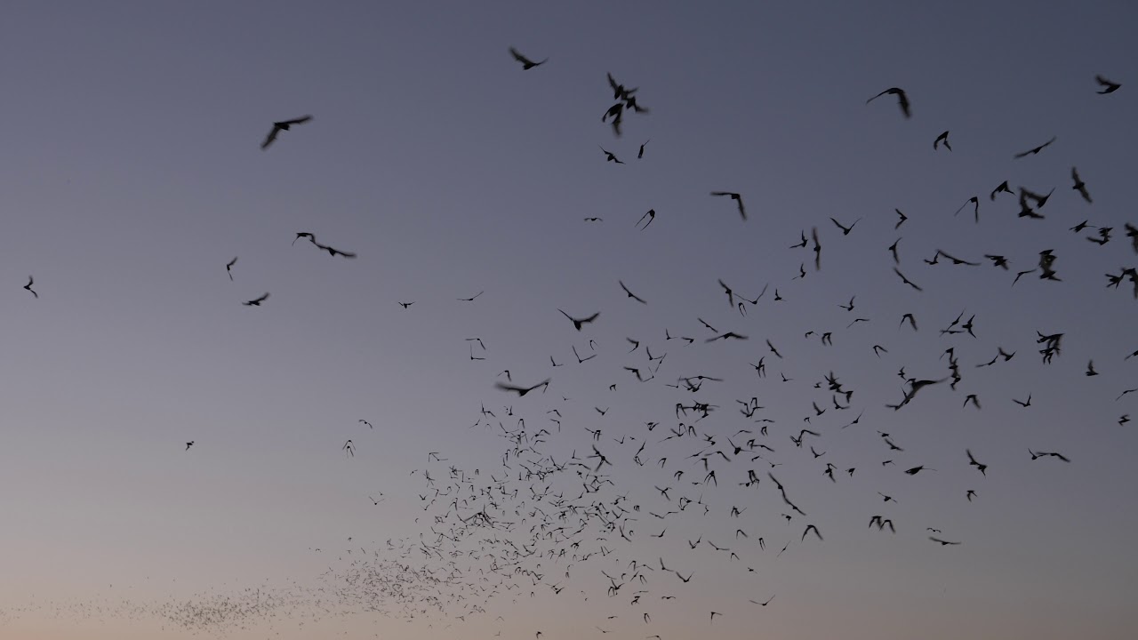 Southern California Bats Mexican Free Tailed Bat YouTube