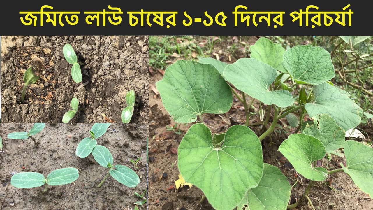 লাউ চাষের ১-১৫ দিনের পরিচর্যা। উন্নত জাতের লাউ চাষ। bottle gourd planting | Lau plant |