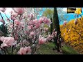 У Дніпрі розквітли магнолії (Magnolias bloomed in the Dnieper)