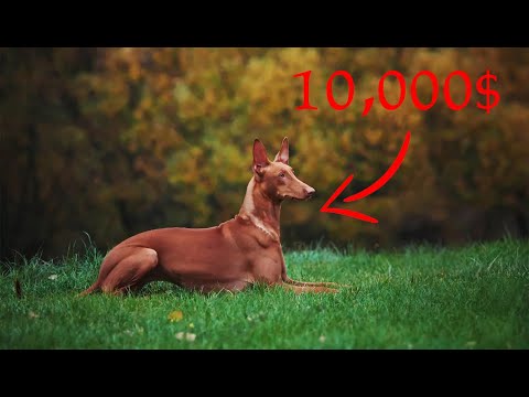 וִידֵאוֹ: גזעי הכלבים הקטנים והגדולים בעולם