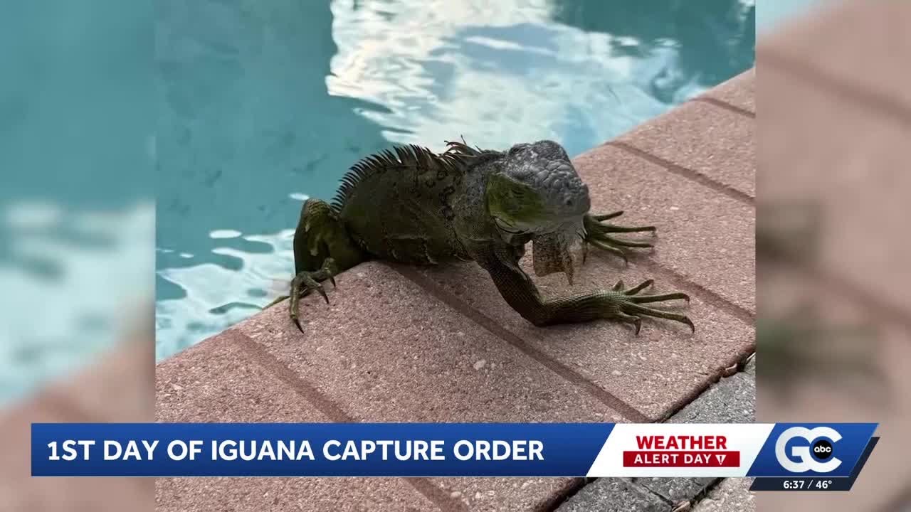 Southwest Florida residents join effort to collect cold-stunned iguanas