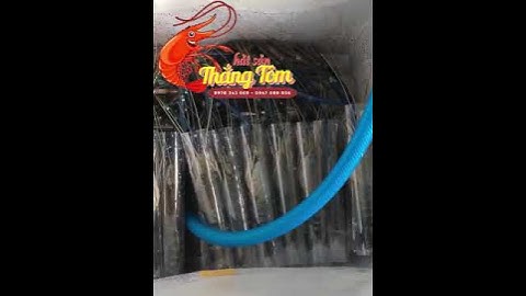 Tôm càng sống oxy