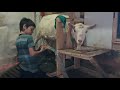 Радомир учится доить коз доильным аппаратом