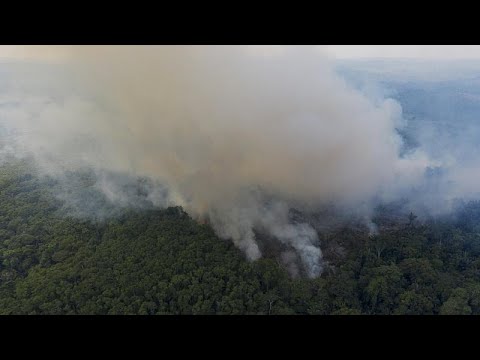ООН: площадь лесов сокращается