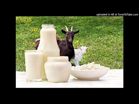 Vidéo: Pourquoi Le Lait De Chèvre Est-il Si Gras ?