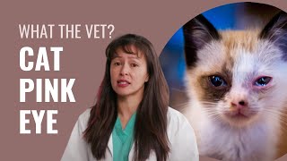 Conjunctivitis in cats explained by Dr. Justine Lee