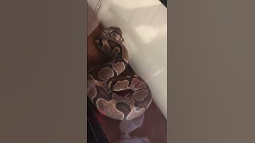 Dame Exotics! Watch this big ball python bite! Graphic!