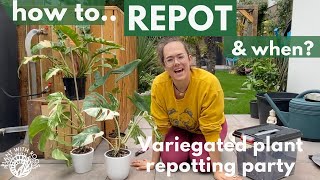 Repotting: How and When? Variegated repotting party | Plant with Roos
