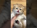 Daily Dose of Cute Cats 😻 The Sweetest Kittens That Will Melt Your Heart!