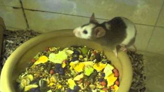 Looking At Mice In The Pet Shop