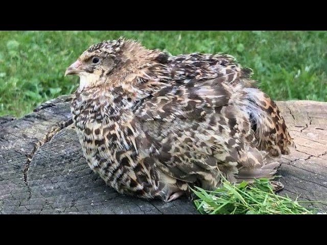 This Is A MUST HAVE! 50 RARE Pansy Coturnix Quail Hatching Eggs By Myshire 