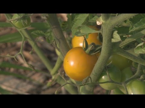 Community supported agriculture