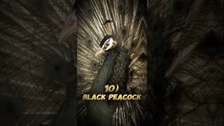 Famous Top 10 Most Beautiful Peacocks In The World #top10 #facts #peacocks #birds #beautifulbirds Wealth