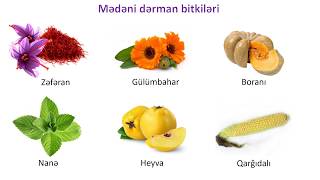 Biologiya 6-cı sinif 51. Dərman bitkiləri