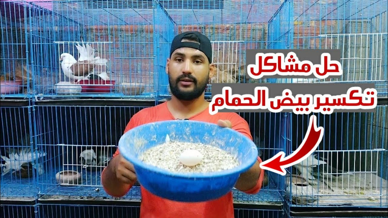 حل مشكله تكسير بيض الحمام ورمي البيض برا الطاجن