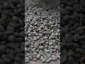 🫘 Pythagoras's nightmare: Why were beans banned in ancient Greece?