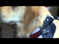 Fremont comfort dog helps town of Oregon school shooting heal Fremont comfort dog helps town of Oregon school shooting heal
