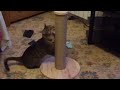 Serengeti Cat loves his scratching post!! の動画、YouTube動画。