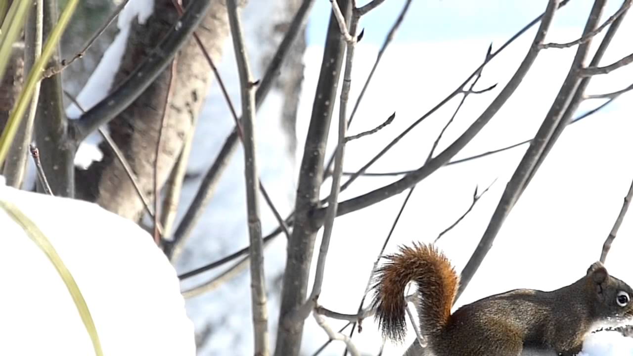 camera iphone 8 plus apk ✨58✨CUTE SQUIRELL⛄️❄️playing in SNOW. 12/14.