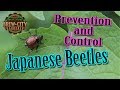 Japanese Beetles - Prevention and Control