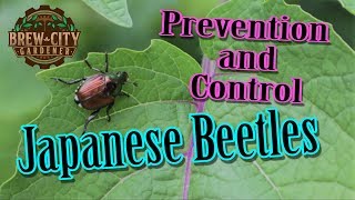Japanese Beetles - Prevention and Control
