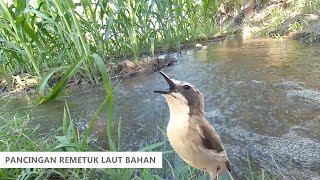 Suara Terapi Burung Remetuk Laut (SIUR) BAHAN Agar Cepat Bunyi Nyiul GACOR | AUDIO Gemericik Air