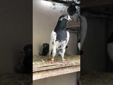 الحمام الباكستاني تيدي