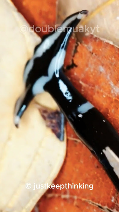 Hammerhead Worm or The Immortal Worm #shorts