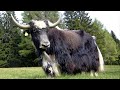 Yak | Quadruple Purpose Cattle