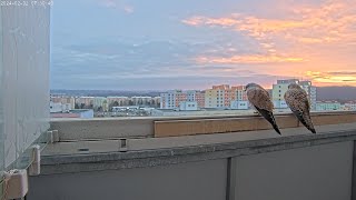 Preview of stream Falco tinnunculus brunensis - test
