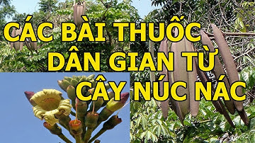 Các Bài Thuốc Dân Gian Từ Cây Núc Nác 0976.836.586