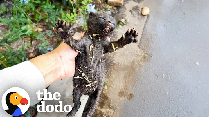 Tiny, Frozen Kitten Ends Up Having The Warmest Personality | The Dodo