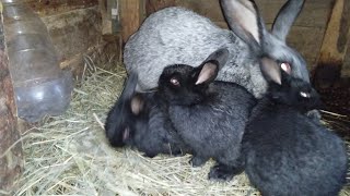картинка: Профилактика от кокцидиоза у кроликов 🐇
